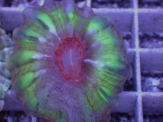 画像2: No.5 コハナガタサンゴ (2)