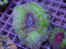 画像1: No.6 コハナガタサンゴ (1)