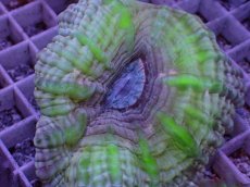 画像2: No.6 コハナガタサンゴ (2)