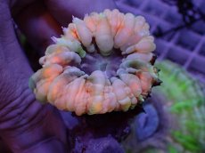 画像1: No.7 コハナガタサンゴ (1)