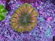 画像1: No.8 コハナガタサンゴ (1)