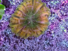 画像2: No.8 コハナガタサンゴ (2)