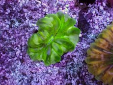 画像1: No.9 コハナガタサンゴ (1)