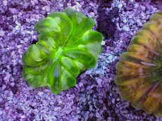 画像2: No.9 コハナガタサンゴ (2)