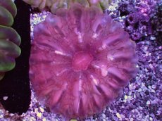 画像1: No.10 コハナガタサンゴ (1)