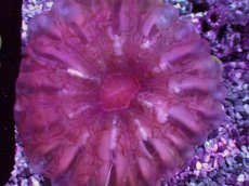 画像2: No.10 コハナガタサンゴ (2)