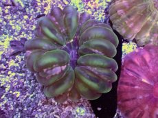 画像1: No.11 コハナガタサンゴ (1)