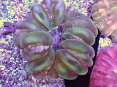 画像2: No.11 コハナガタサンゴ (2)