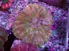 画像1: No.12 コハナガタサンゴ (1)