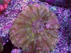 画像2: No.12 コハナガタサンゴ (2)