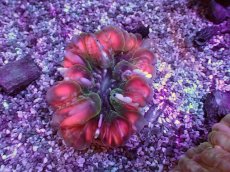 画像1: No.13 コハナガタサンゴ　　【人気No.1】 (1)