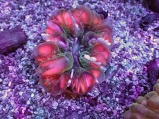 画像2: No.13 コハナガタサンゴ　　【人気No.1】 (2)