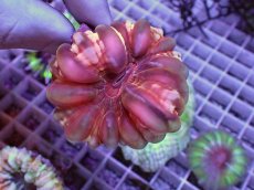 画像1: No.14 コハナガタサンゴ (1)