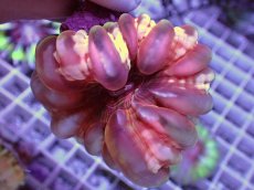 画像2: No.14 コハナガタサンゴ (2)