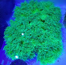 画像1: No.1 極美トランペットコーラル　XXLサイズ　ブルーチップ　　【迫力ある大きめサイズ！】 (1)