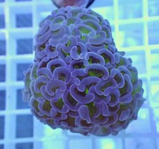 画像1: No.1 ナガレハナサンゴ　グリーンパープル (1)