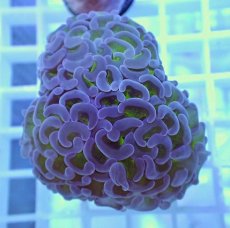 画像2: No.1 ナガレハナサンゴ　グリーンパープル (2)