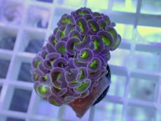 画像1: No.2 ナガレハナサンゴ　グリーンパープル (1)