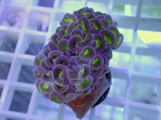 画像2: No.2 ナガレハナサンゴ　グリーンパープル (2)