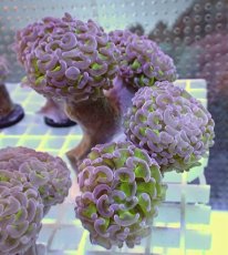 画像1: No.3 ナガレハナサンゴ　グリーンパープル (1)