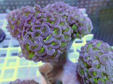 画像2: No.3 ナガレハナサンゴ　グリーンパープル (2)