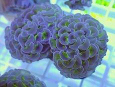 画像1: No.4 ナガレハナサンゴ　グリーンパープル (1)