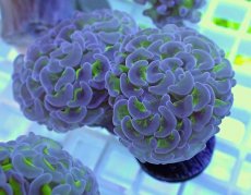 画像2: No.4 ナガレハナサンゴ　グリーンパープル (2)