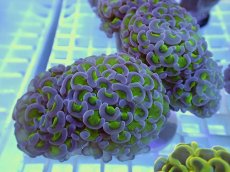 画像1: No.5 ナガレハナサンゴ　グリーンパープル (1)