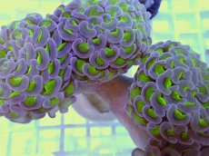 画像2: No.5 ナガレハナサンゴ　グリーンパープル (2)