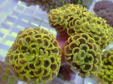 画像1: No.6 ナガレハナサンゴ　ゴールド　　【人気No.1】 (1)