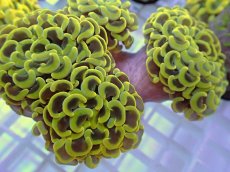 画像2: No.6 ナガレハナサンゴ　ゴールド　　【人気No.1】 (2)