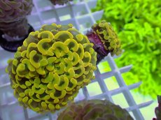 画像1: No.7 ナガレハナサンゴ　ゴールド　　【人気No.1】 (1)