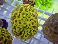 画像2: No.7 ナガレハナサンゴ　ゴールド　　【人気No.1】 (2)