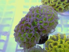 画像1: No.8 ナガレハナサンゴ　グリーンパープル (1)