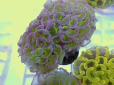 画像2: No.8 ナガレハナサンゴ　グリーンパープル (2)
