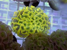 画像1: No.9 ナガレハナサンゴ　ゴールド　　【人気No.1】 (1)