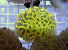 画像2: No.9 ナガレハナサンゴ　ゴールド　　【人気No.1】 (2)