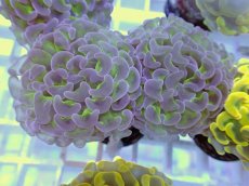 画像1: No.10 ナガレハナサンゴ　グリーンパープル (1)