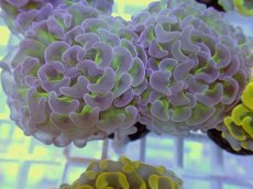 画像2: No.10 ナガレハナサンゴ　グリーンパープル (2)