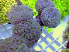 画像1: No.11 ナガレハナサンゴ　グリーンパープル (1)