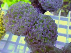 画像2: No.11 ナガレハナサンゴ　グリーンパープル (2)