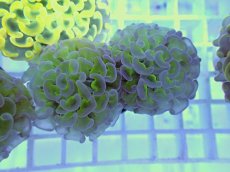 画像1: No.12 ナガレハナサンゴ　グリーンパープル (1)