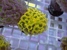 画像1: No.13 ナガレハナサンゴ　ゴールド　　【人気No.1】 (1)