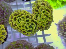 画像1: No.14 ナガレハナサンゴ　ゴールド　　【人気No.1】 (1)