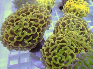 ナガレハナサンゴを買うならアクアスタイルユー｜大阪からサンゴを全国