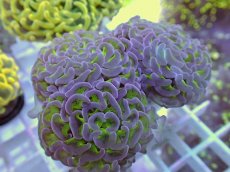 画像1: No.16 ナガレハナサンゴ　グリーンパープル (1)