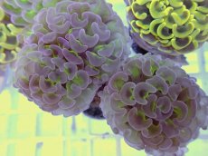 画像1: No.17 ナガレハナサンゴ　グリーンパープル (1)