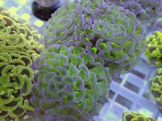 画像1: No.18 ナガレハナサンゴ　グリーンパープル (1)