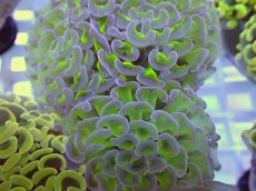 画像2: No.18 ナガレハナサンゴ　グリーンパープル (2)