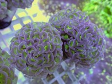 画像1: No.19 ナガレハナサンゴ　グリーンパープル (1)
